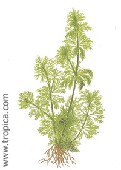 limnophila sessiliflora197